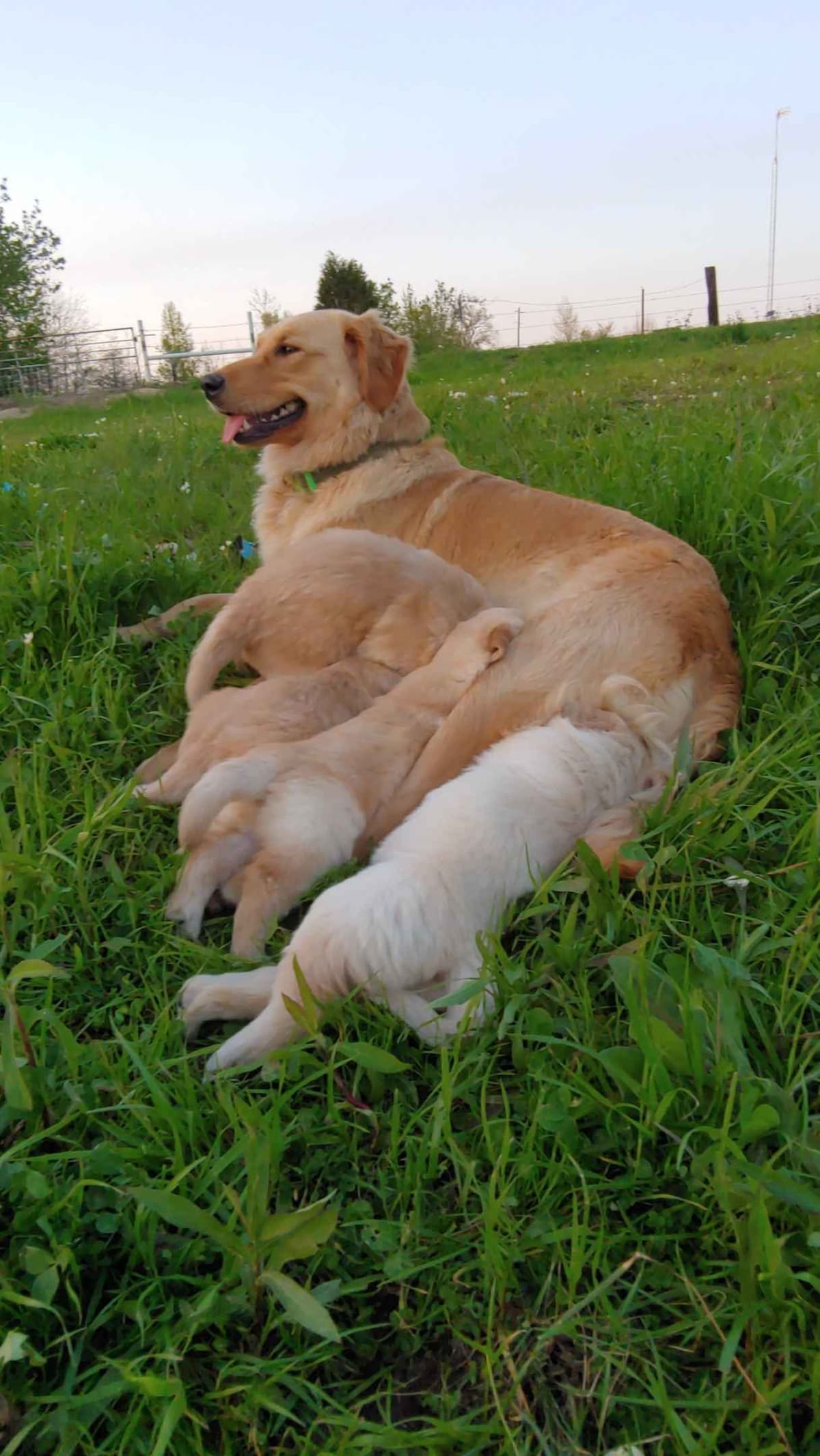Golden Pups READY NOW! 6827770999 breeder image 2