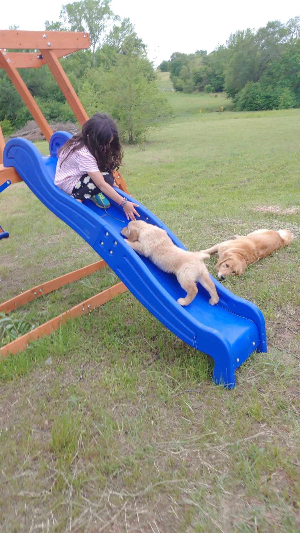 Golden Pups READY NOW! 6827770999 breeder image 3