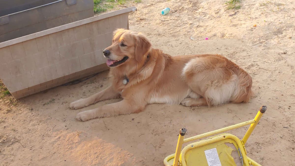 Golden Pups READY NOW! 6827770999 breeder image 4
