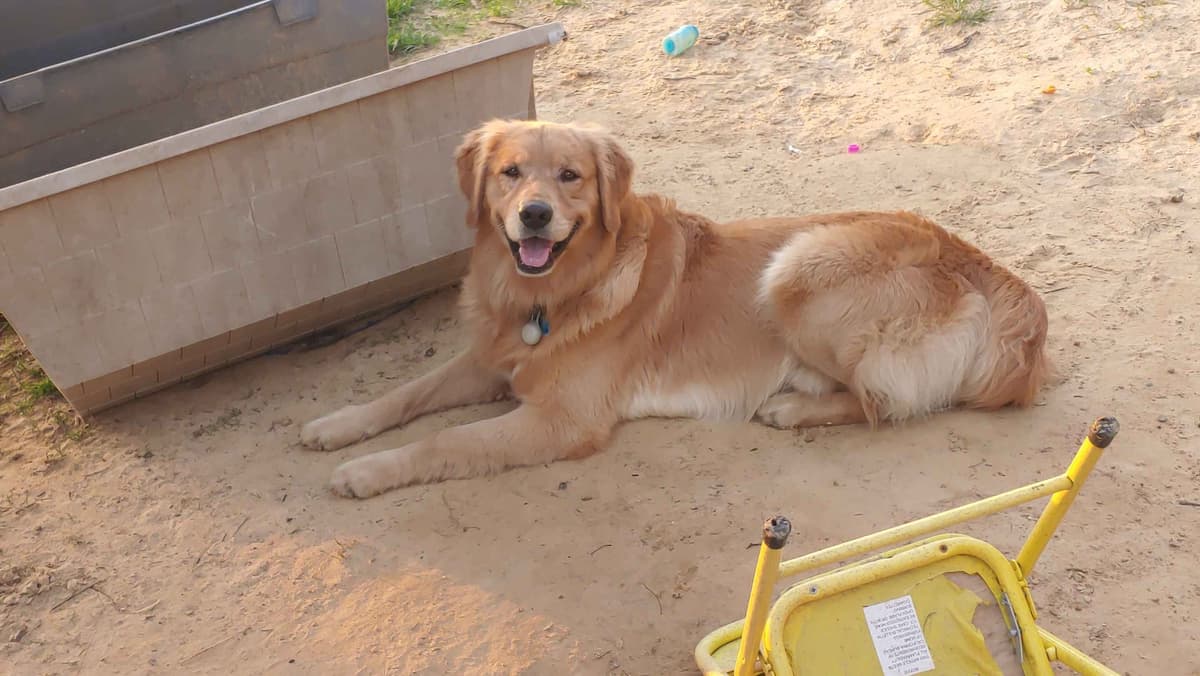 Golden Pups READY NOW! 6827770999 breeder image 6