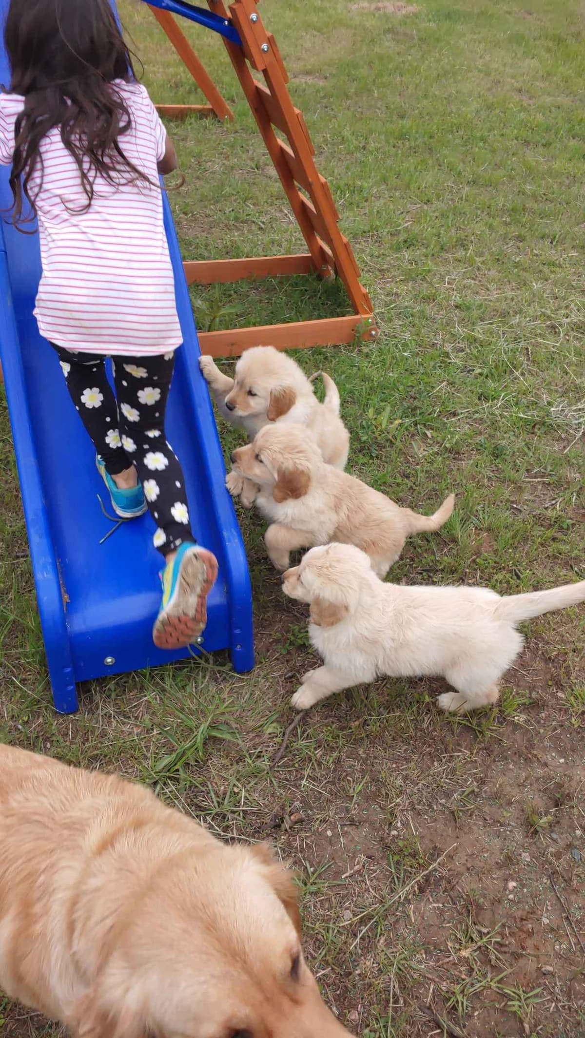 Golden Pups READY NOW! 6827770999 breeder image 5