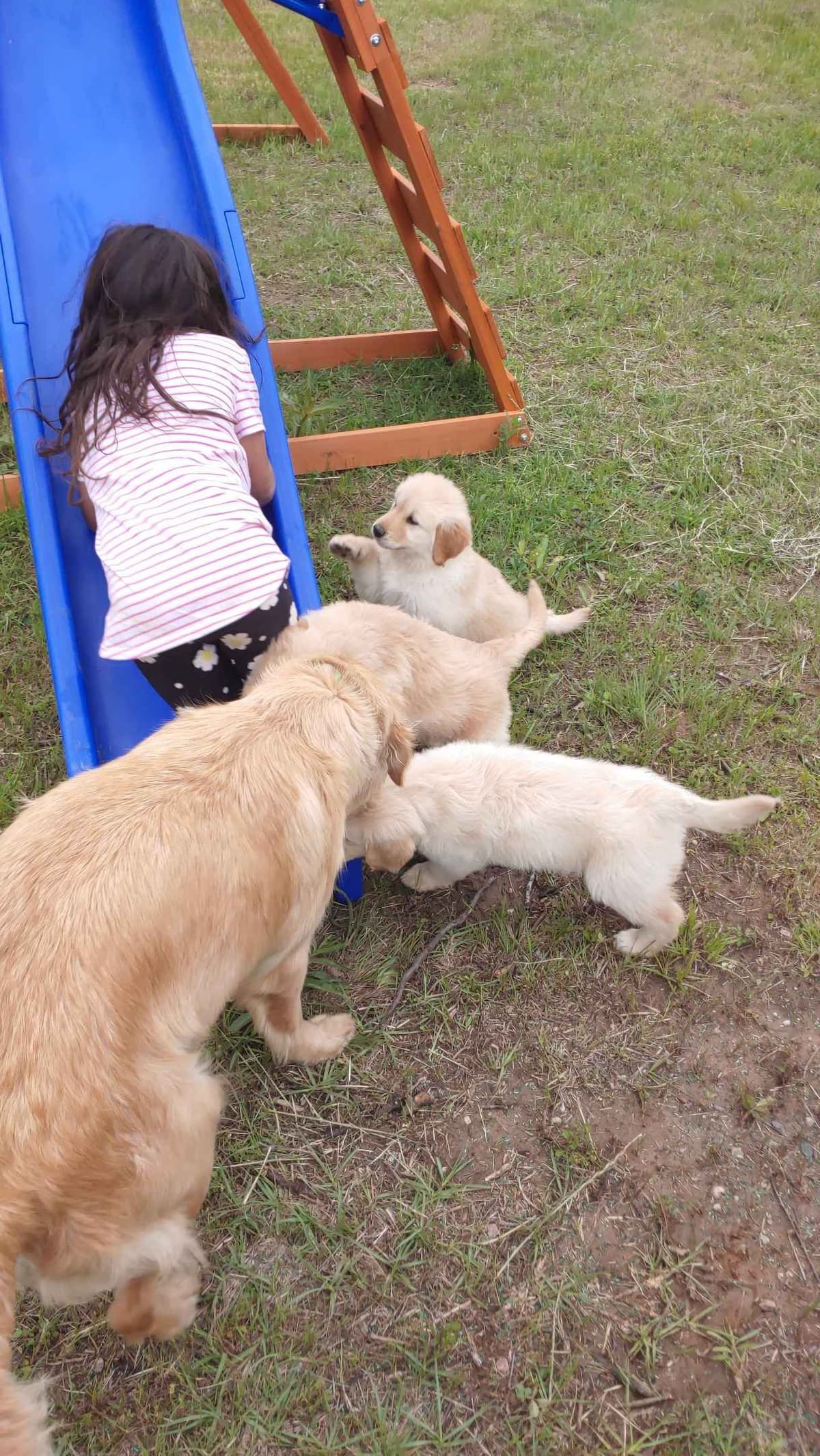 Golden Pups READY NOW! 6827770999 breeder image 7