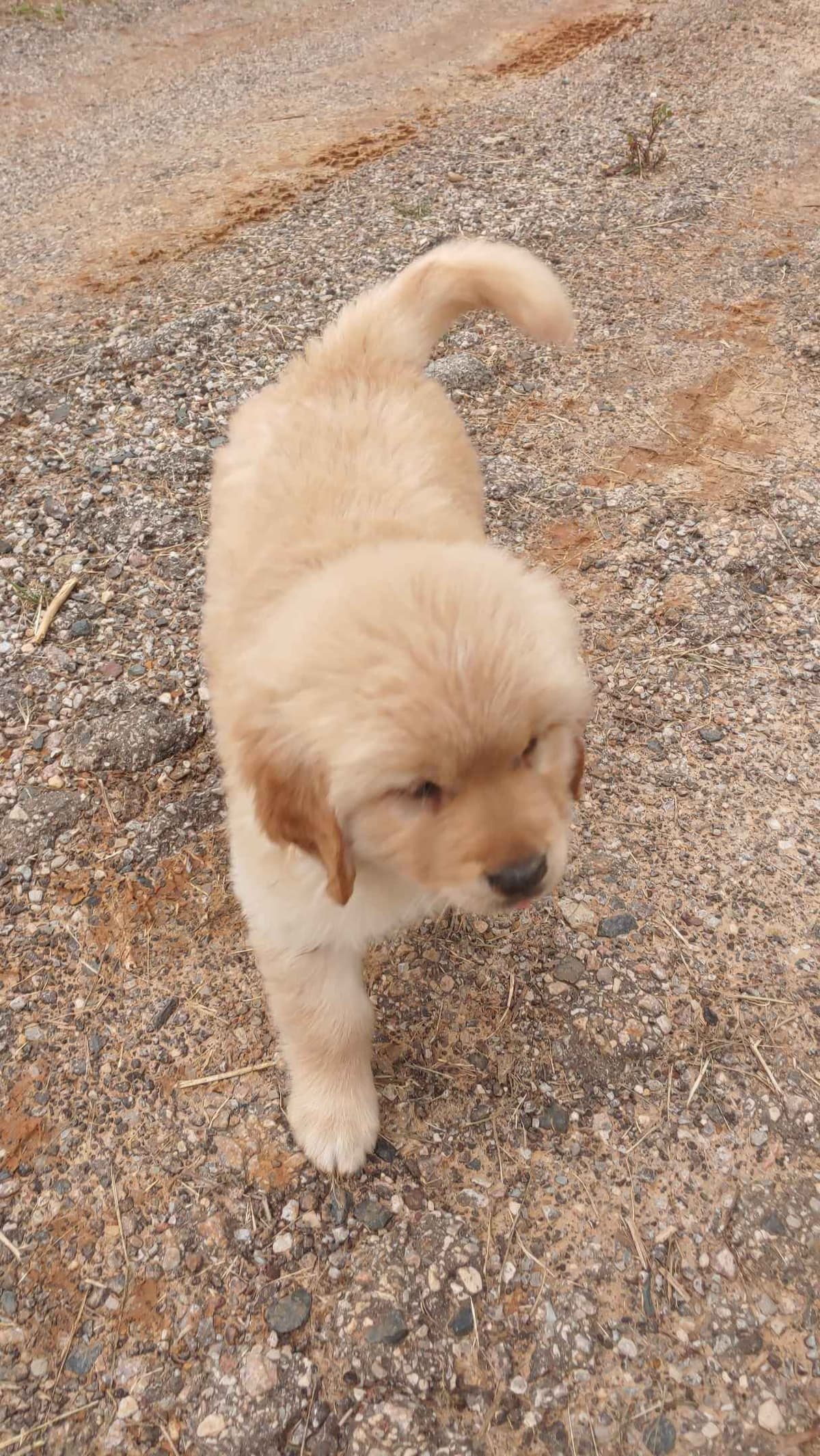 Golden Pups READY NOW! 6827770999 breeder image 8