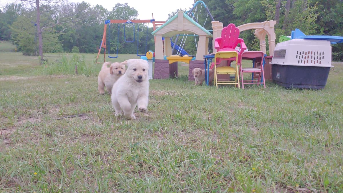Golden Pups READY NOW! 6827770999 breeder image 9