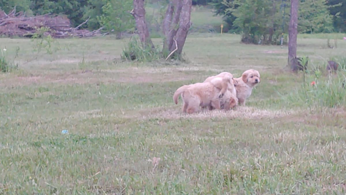 Golden Pups READY NOW! 6827770999 breeder image 11