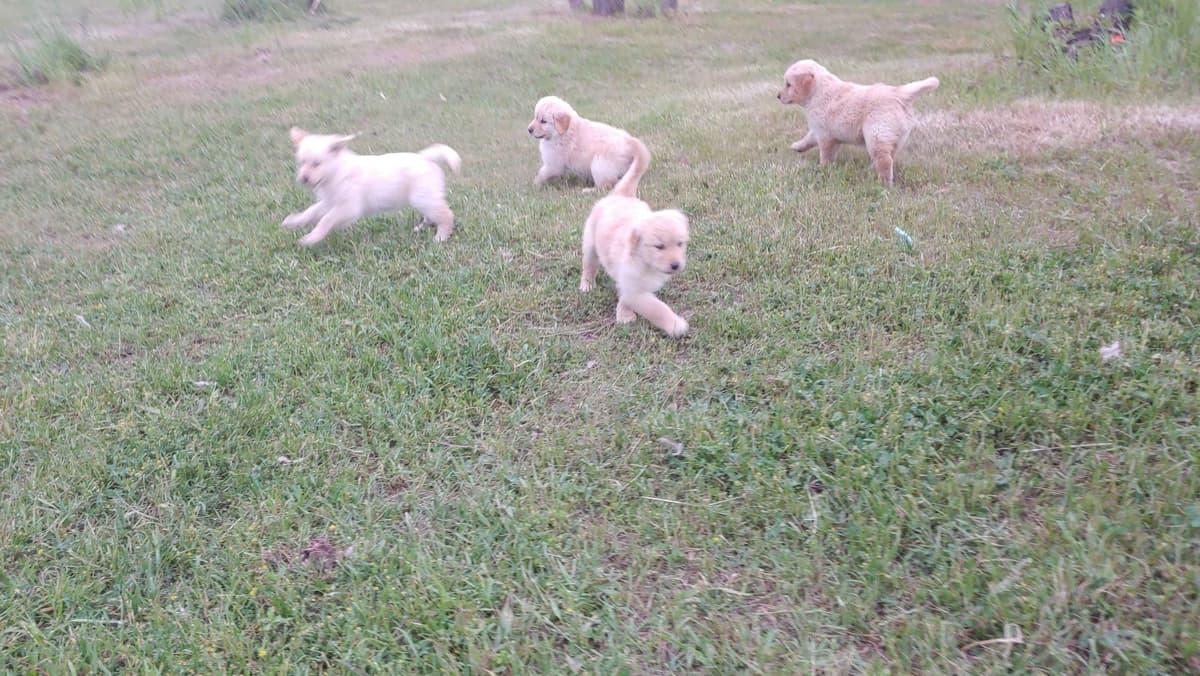 Golden Pups READY NOW! 6827770999 breeder image 13