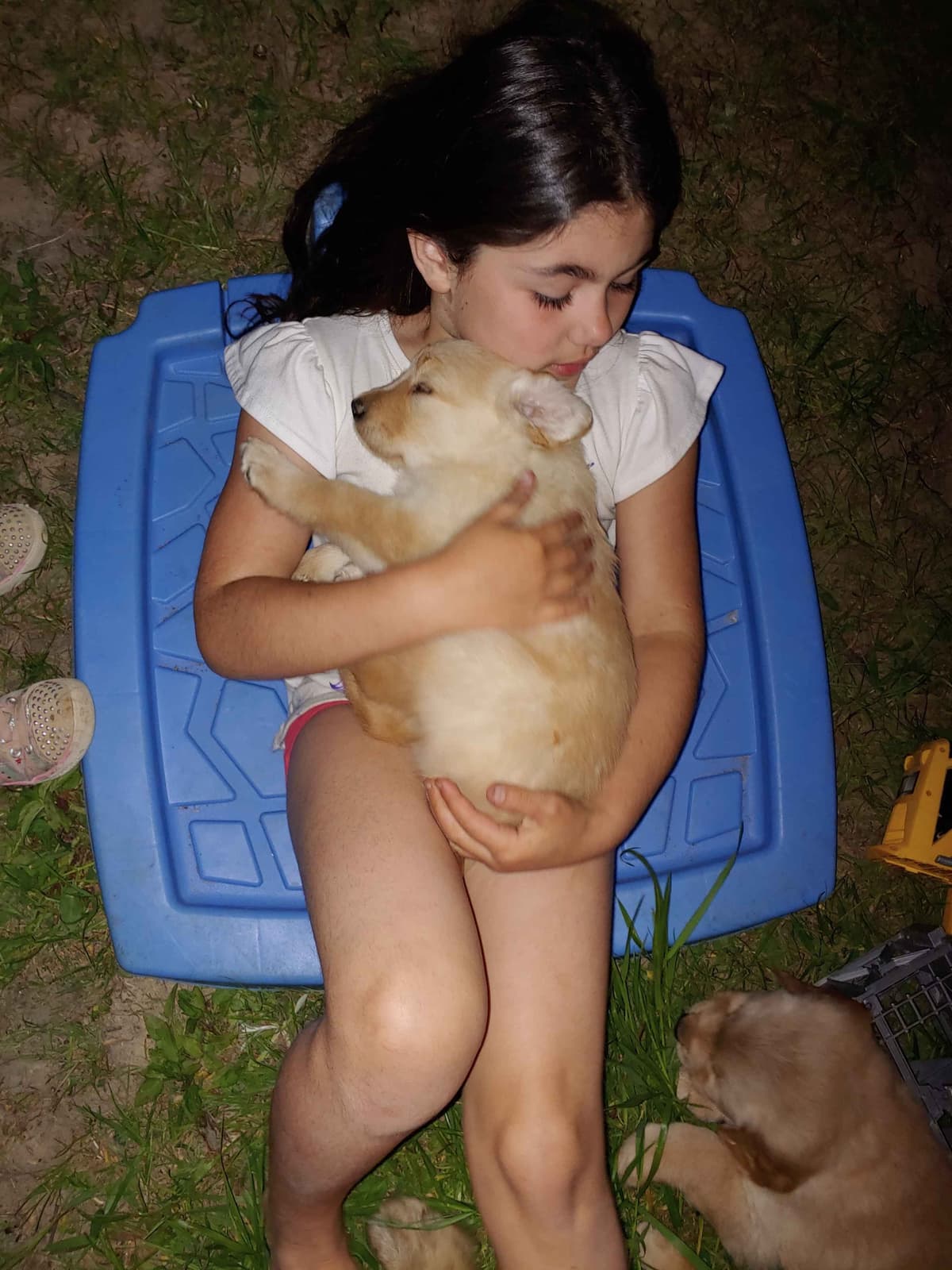 Golden Pups READY NOW! 6827770999 breeder image 14