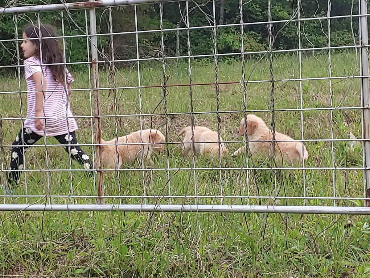 Golden Pups READY NOW! 6827770999 breeder image 16