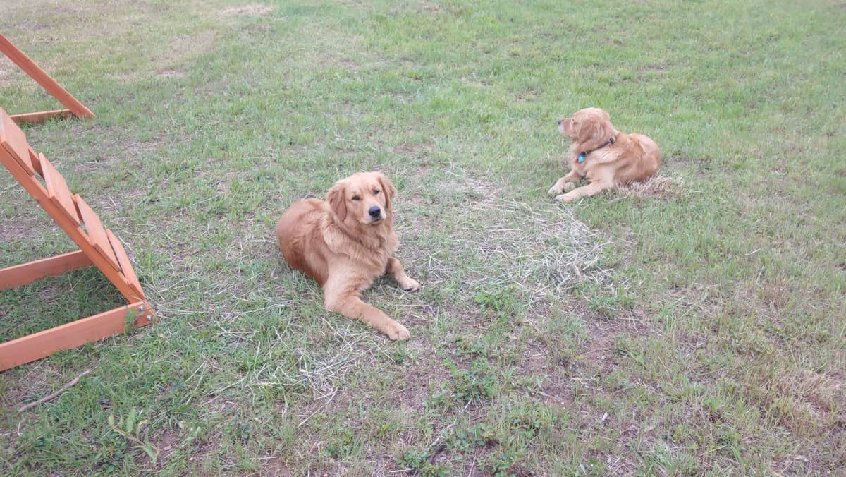 Golden Pups READY NOW! 6827770999 breeder image 17
