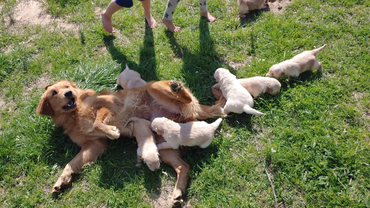 Golden Pups READY NOW! 6827770999 breeder image 18
