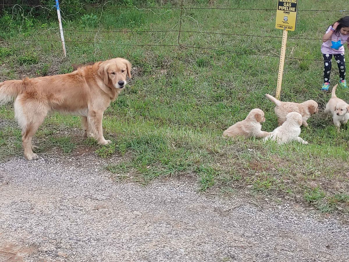 Golden Pups READY NOW! 6827770999 breeder image 20