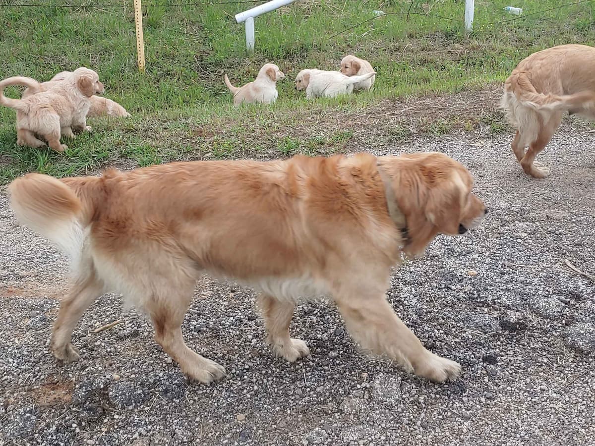 Golden Pups READY NOW! 6827770999 breeder image 19