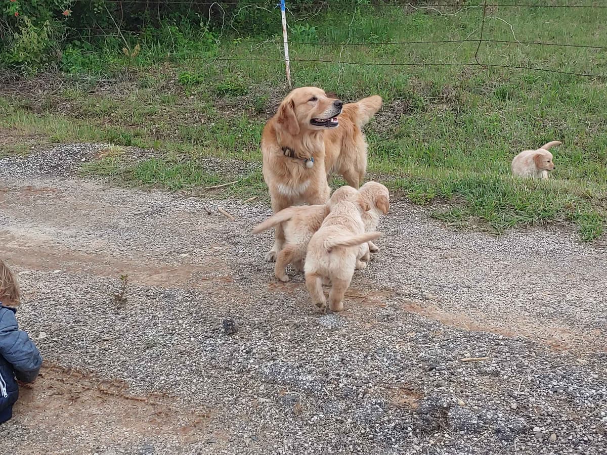 Golden Pups READY NOW! 6827770999 breeder image 21