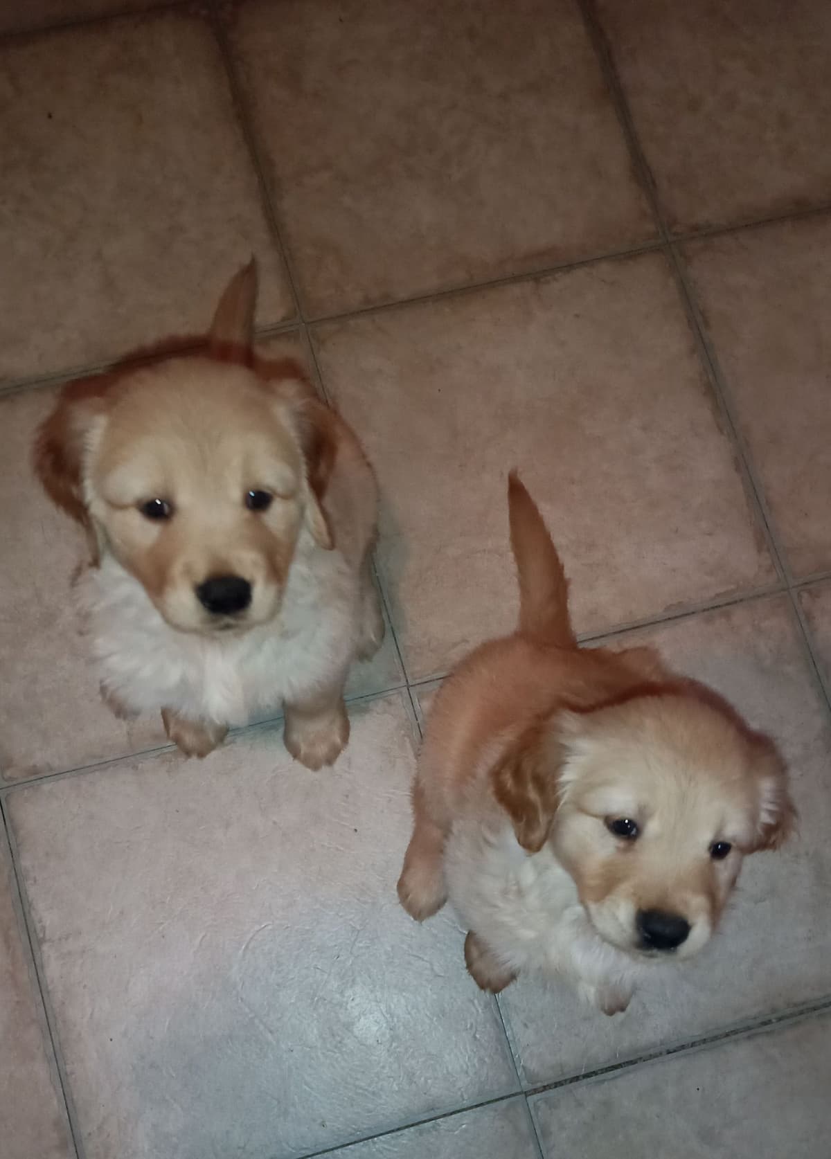 Golden Pups READY NOW! 6827770999 breeder image 23