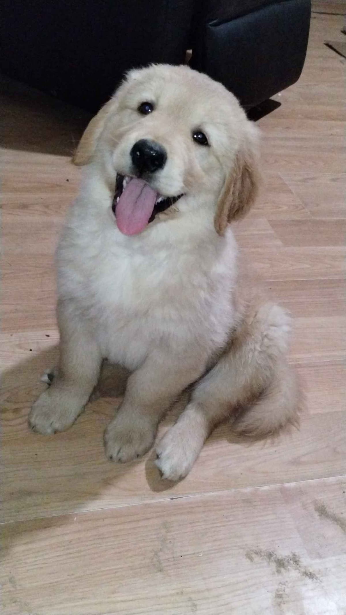 Golden Pups READY NOW! 6827770999 breeder image 24