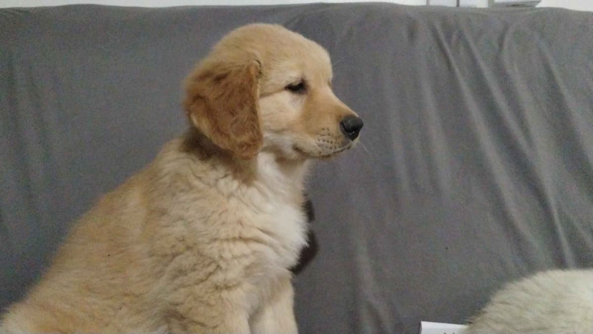 Golden Pups READY NOW! 6827770999 breeder image 25