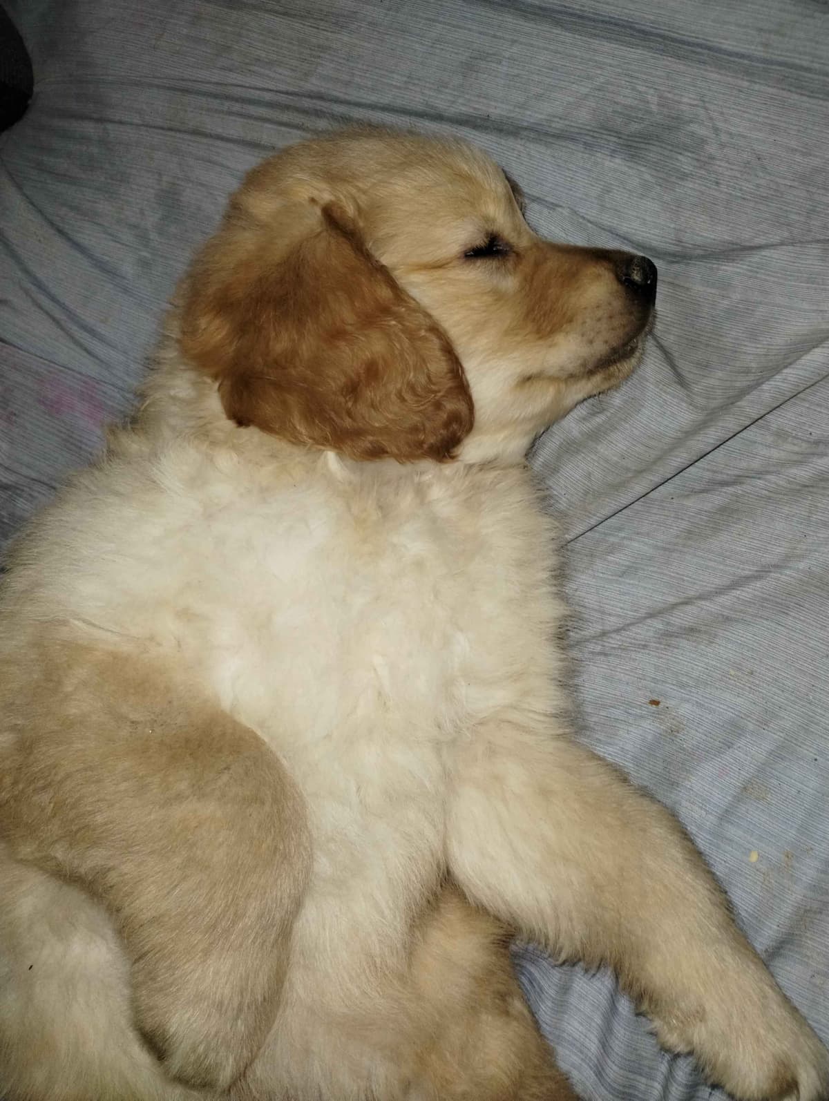 Golden Pups READY NOW! 6827770999 breeder image 26