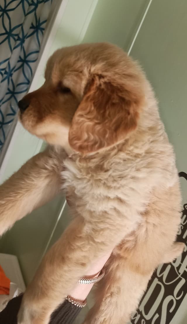 Golden Pups READY NOW! 6827770999 media 2