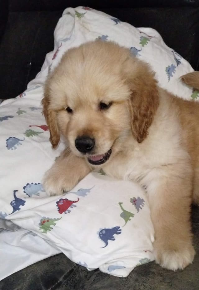 Golden Pups READY NOW! 6827770999 media 3