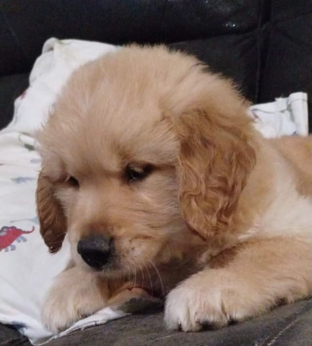 Golden Pups READY NOW! 6827770999 media 4