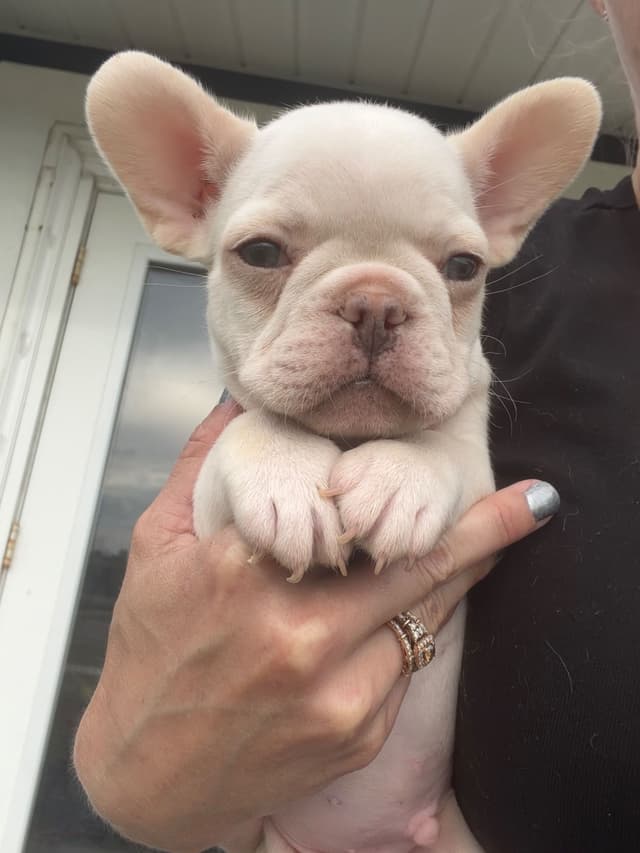 French Bulldog Puppies media 2