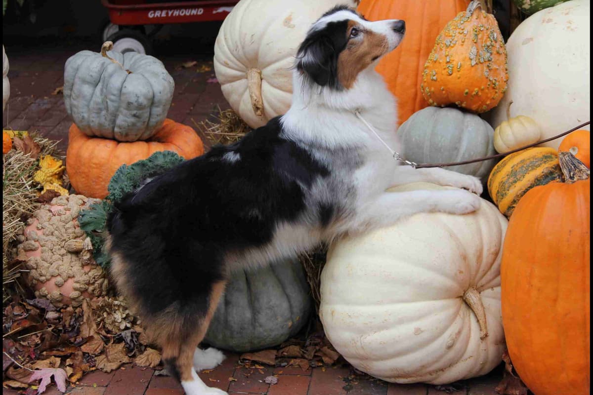 Australian Shepherd Puppies breeder image 1
