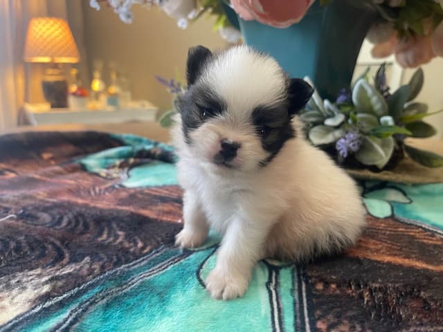 Pomeranian Puppies media 3
