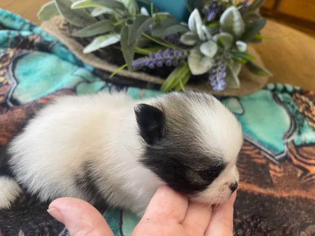Pomeranian Puppies media 4