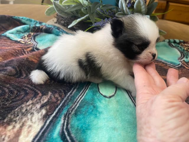 Pomeranian Puppies media 5