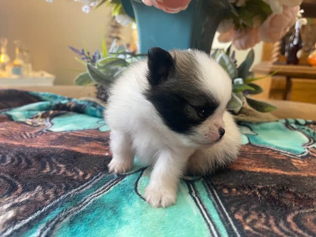 Pomeranian Puppies media 6