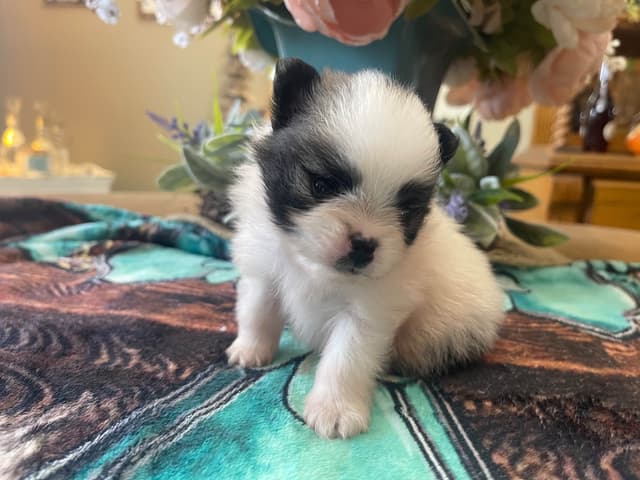 Pomeranian Puppies media 7