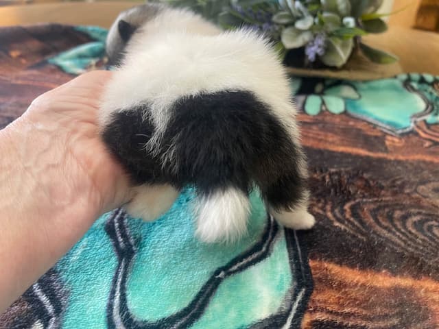 Pomeranian Puppies media 9