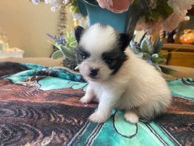 Pomeranian Puppies media 10