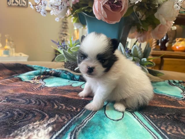 Pomeranian Puppies media 11