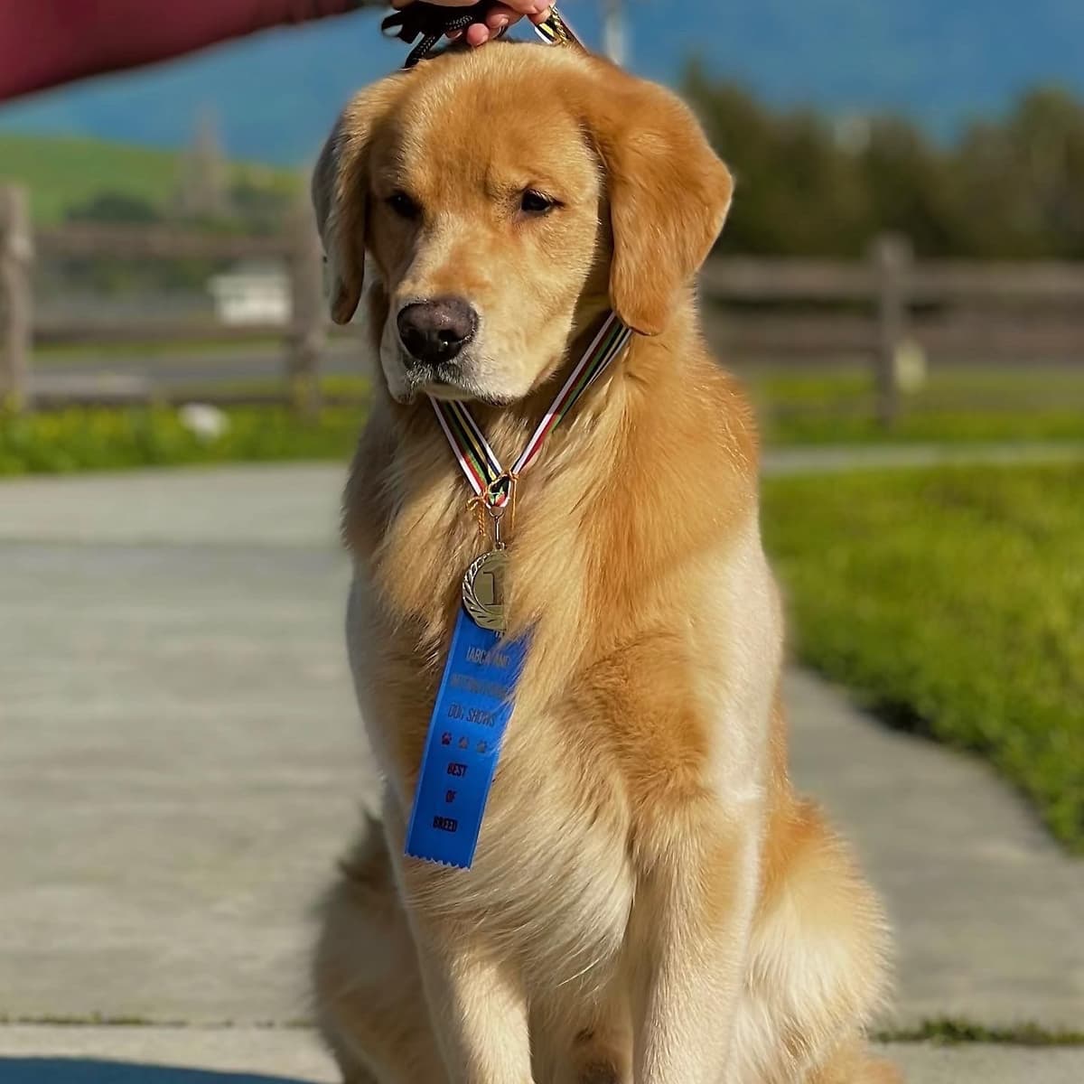 Golden Retriever Puppy breeder image 17