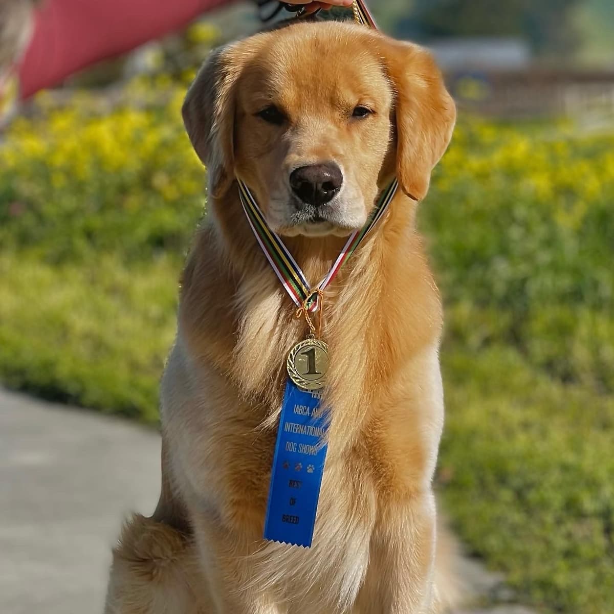 Golden Retriever Puppy breeder image 16