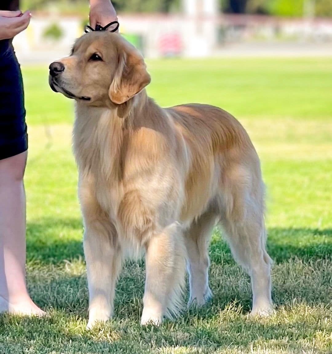 Golden Retriever Puppy breeder image 14
