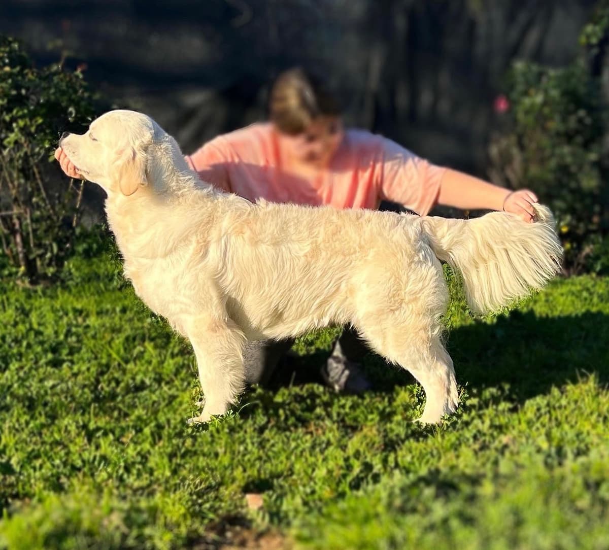 Golden Retriever Puppy breeder image 10
