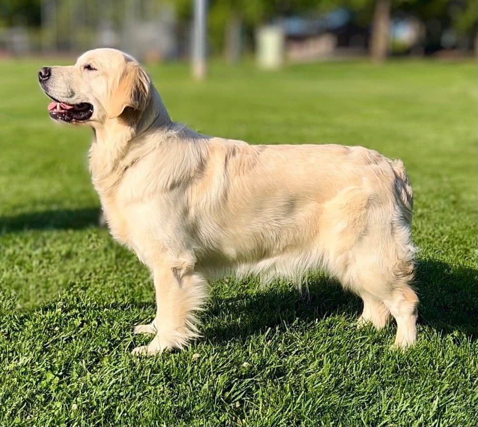 Golden Retriever Puppy breeder image 11