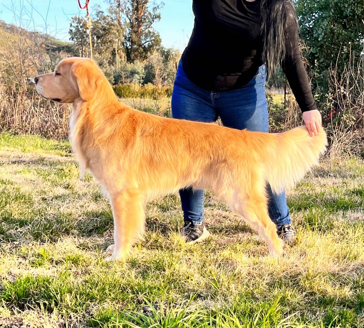 Golden Retriever Puppy breeder image 12