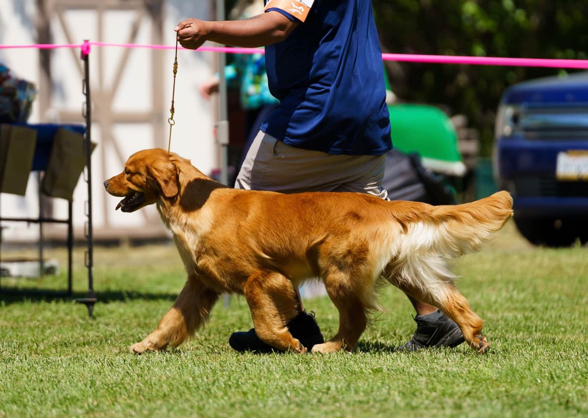 Golden Retriever Puppy breeder image 4