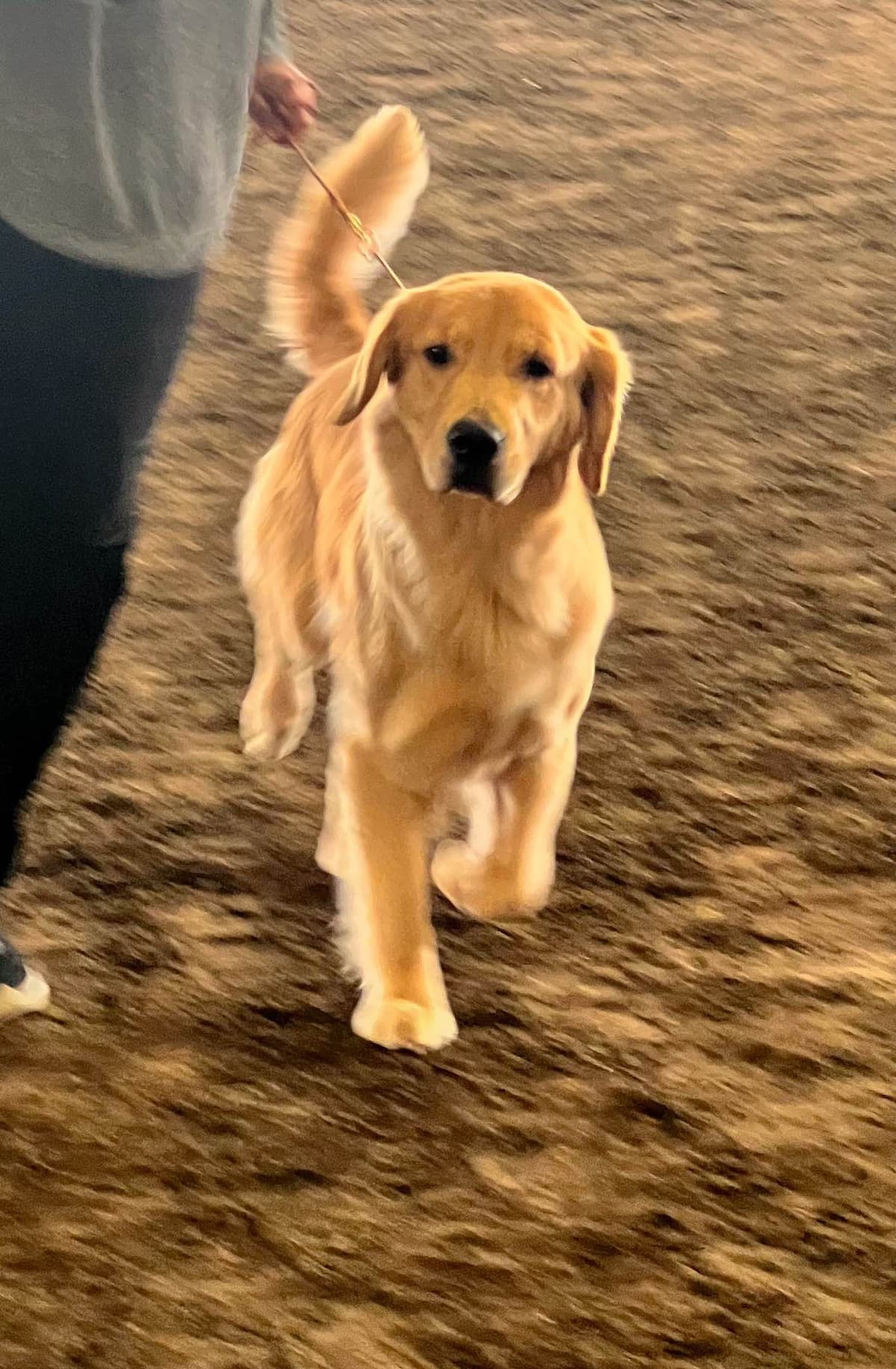 Golden Retriever Puppy breeder image 18