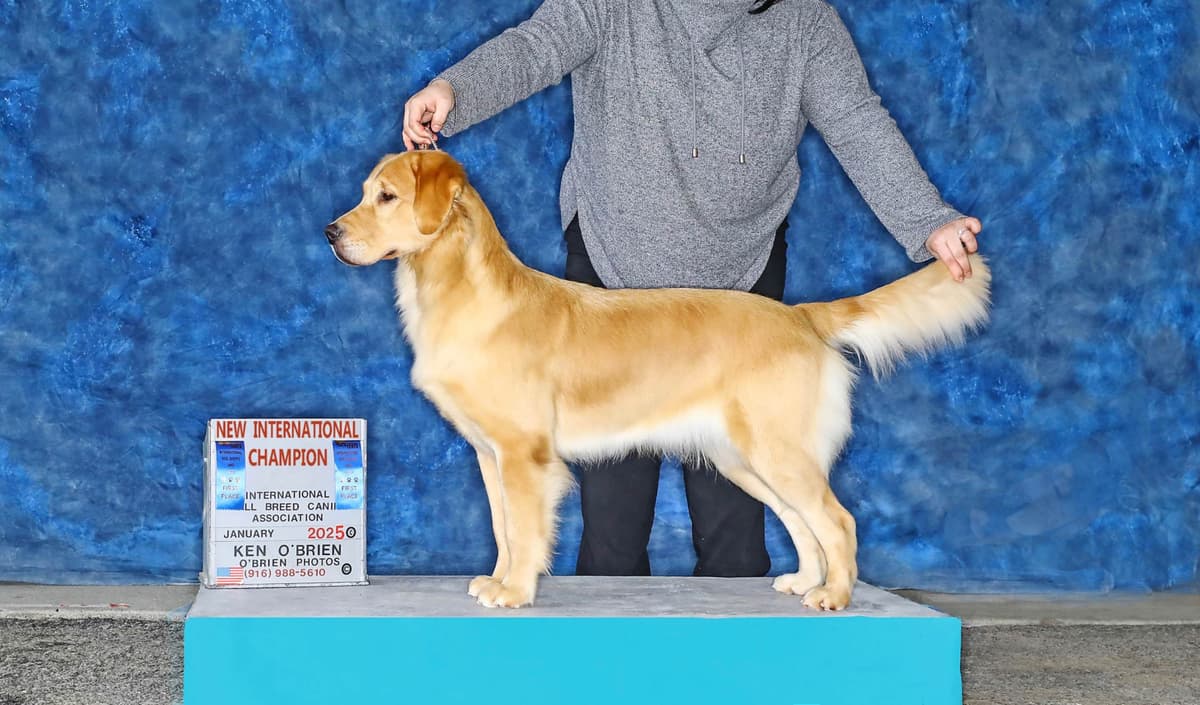 Golden Retriever Puppy breeder image 9