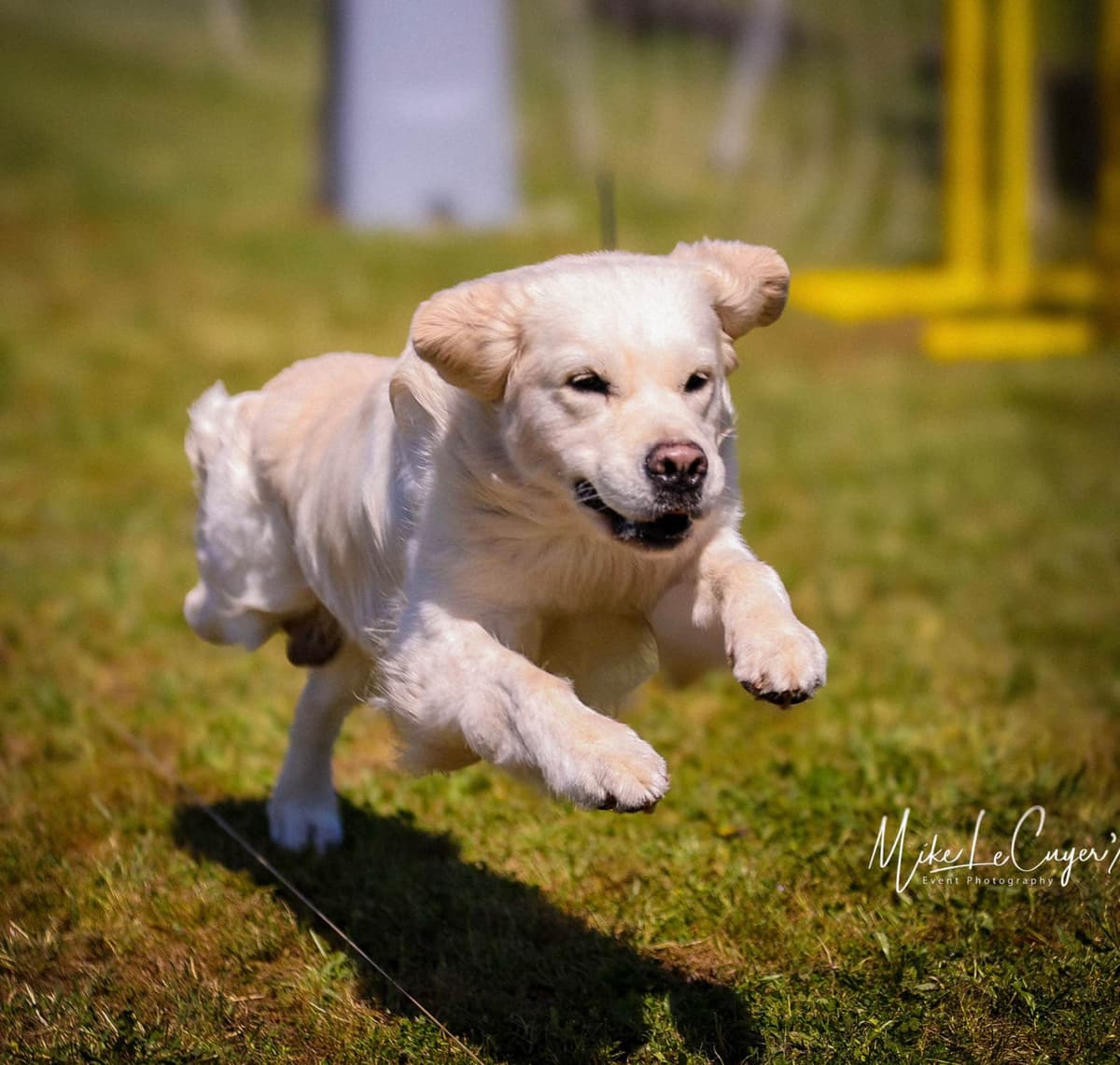 Golden Retriever Puppy breeder image 8