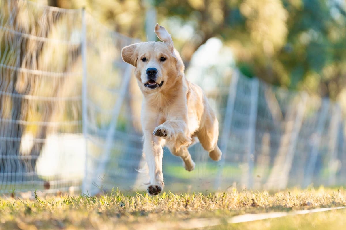 Golden Retriever Puppy breeder image 6