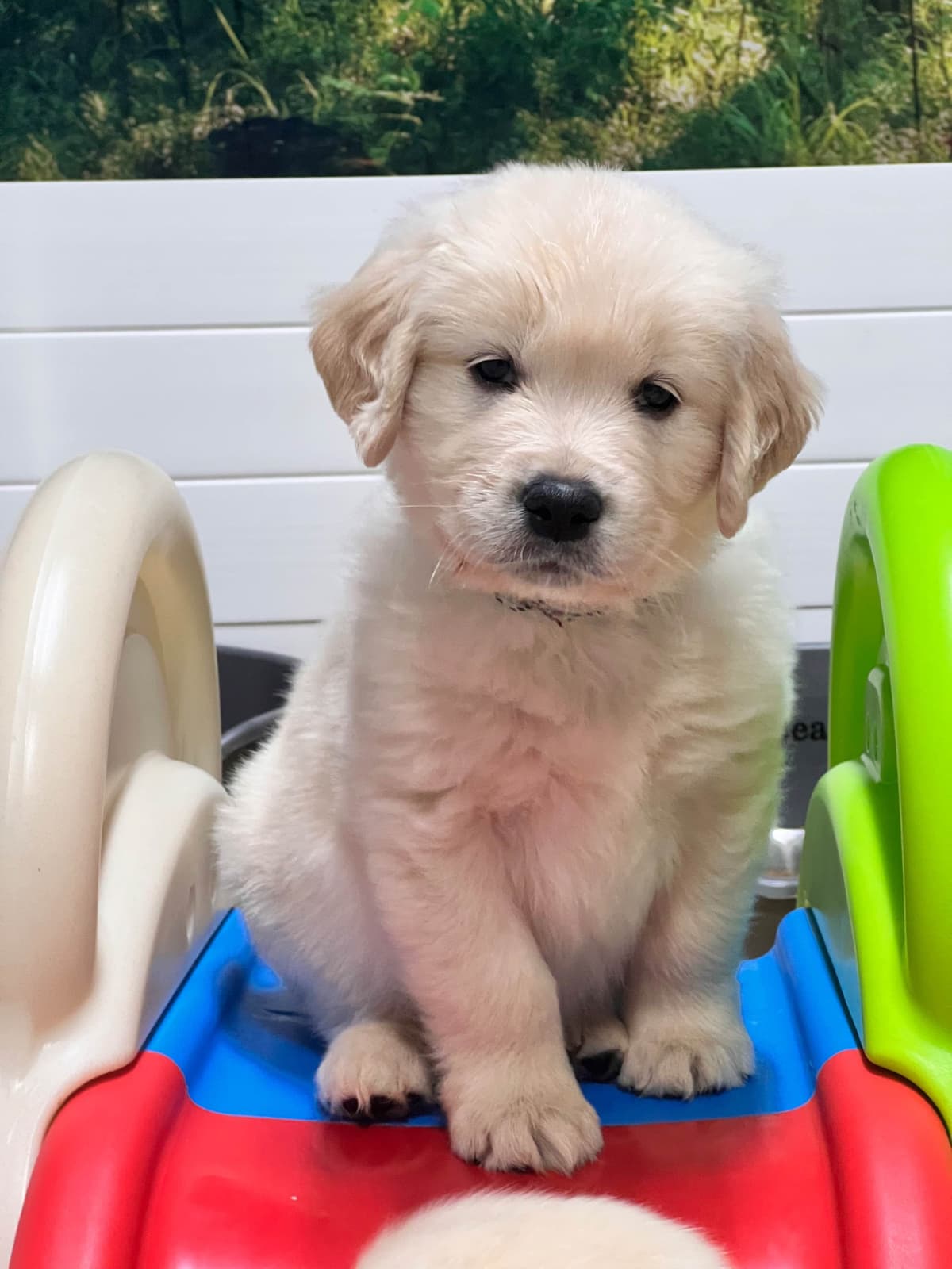 Golden Retriever Puppy breeder image 22
