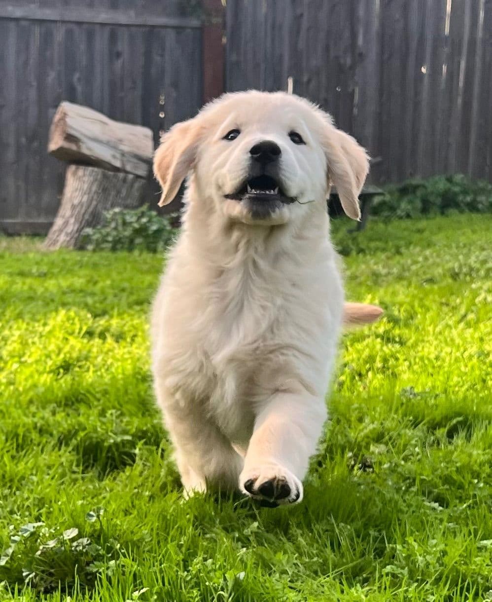 Golden Retriever Puppy breeder image 23