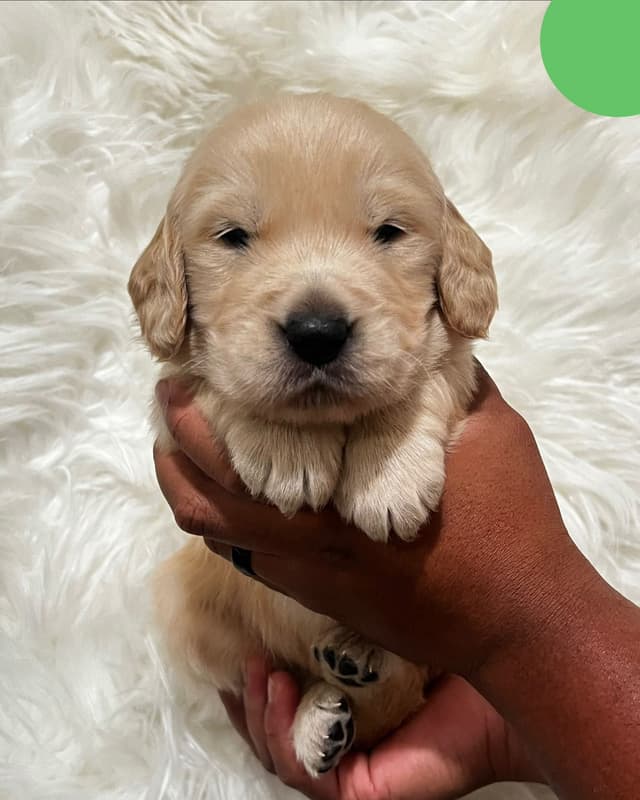Golden Retriever Puppy media 2