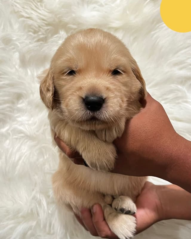 Golden Retriever Puppy media 4