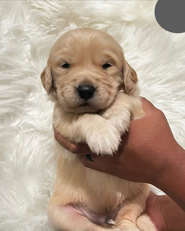 Golden Retriever Puppy media 5